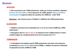 2.2 transmission information partie 2 genetique