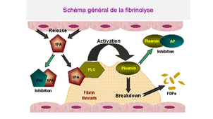 DFGSM2 / DFGSMa2 - MED0304 - Physiologie de l'hémostase - Fibrinolyse