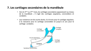 L.AS 1 - UE 24 - EC5 - Formation du squelette crâno-facial (partie 2)