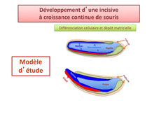L.AS 1 - UE 24 - EC5 - Gaine épithéliale de Hertwig et dentinogenèse radiculaire