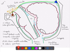 ANATOMIE-Tronc-cerebral-morpho-labrousse
