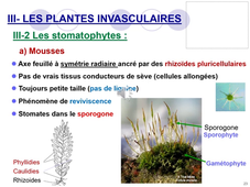 Cours 2 - Evolution et biodiversité végétale 1 - partie 1