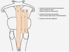 ANATOMIE-noyaux-gris-TC-reticulee-labrousse