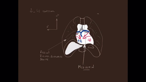 organisation générale du Thorax_P4