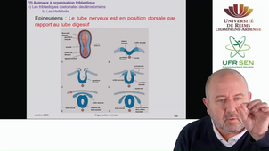 Embranchement des Vertébrés - Les Vertébrés sont des épineuriens