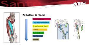 muscles de la hanche et fonction