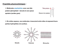 Les lipides - partie 1