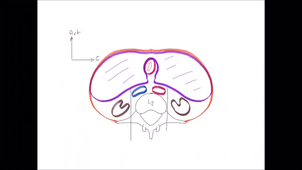 IFSI- Appareil urinaire - Introduction