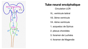UE4 - CM14 - Système nerveux central - Morphologie 1 - principes de systématisation - ML