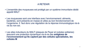immunité des muqueuses3