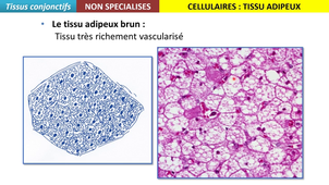 UE13 - Tissu conjonctif - sequence 3/5