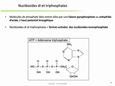 PASS / L.AS - Semestre 2 - UE 21 - EC 3 : Bases de la Biologie Moléculaire - Constituants des acides nucléiques, nucléosides, nucléotides