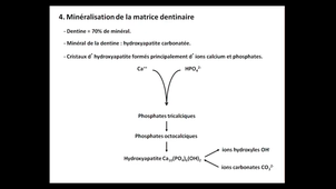 UE9EC7 - S. Lorimier - dentinogenèse