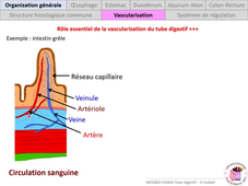 MED0403 - Tube digestif 1 - VV