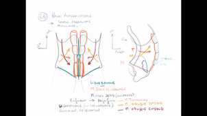 Organisation générale de l'abdomen - P4