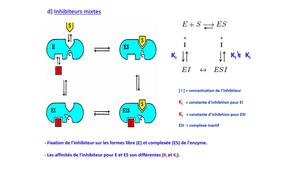 PASS / L.AS - Semestre 1 - UE 12 - Biochimie générale - Enzymes - Modes d'inhibition d'une activité enzymatique
