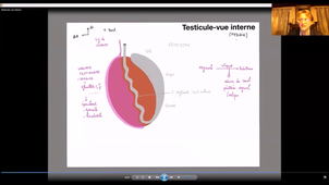 UE24 EC2_Testicules - P3