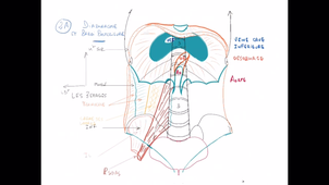 Organisation générale de l'abdomen - P3