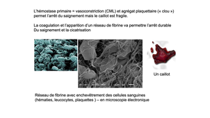 DFGSM2 / DFGSMa2 - MED0304 - Plaquettes - Fonctions