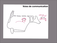 Anatomie - Fosses nasales