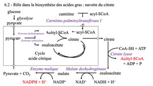 PASS - Semestre 2 - UE 23 - Biochimie et Biologie moléculaire - Cycle de l'acide citrique