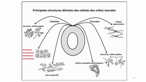 L.AS 1 - UE 24 - EC5 - Origine et devenir des cellules des crêtes neurales (CCNs)