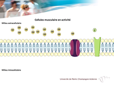 UE.2.1 - Biologie Fondamentale 5