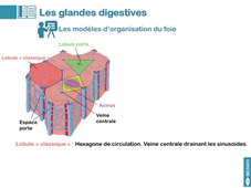 DGFSM2_MED0403_Glandes digestives_e-learning