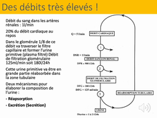 2.2 physiologie rénale_ partie 1