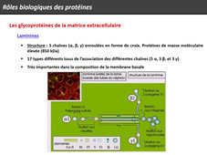 UE 14 - Biochimie 3