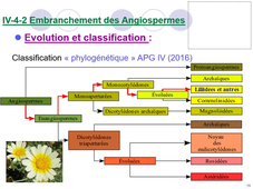 Cours 3 - Evolution du monde Végétal - partie 1 - L. Nazabadioko