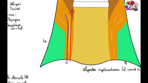 TSR - UE13 - Anatomie - Le cou, expliqué par Clément Riou - Partie 2