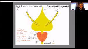 Anatomie-Org-gen-masc