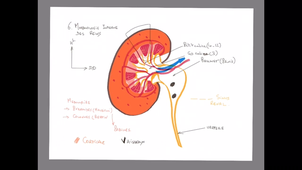 UE24 EC2_Appareil urinaire extra-pelvien - P10