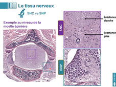 UE13 - Cours n°5 - Le tissu nerveux - partie 1