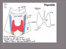 UE 24 - EC1  Thyroides et axes vasculaires - P2