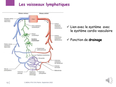 2.2 Anatomie appareil cardio vasculaire 3