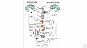 2.2 PHYSIOLOGIE SYSTEME NERVEUX - GLORON PARTIE7