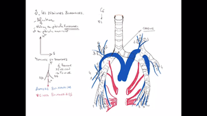 anatomie-poumon-ped-pulm - P3