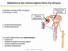 DFGSM2 - MED0304 - Exploration d'une dysglobulinémie monoclonale