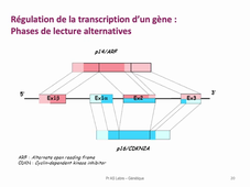 DFGSM3 - Semestre 2 - MED0601 - Génétique médicale - Seq 13 (1)