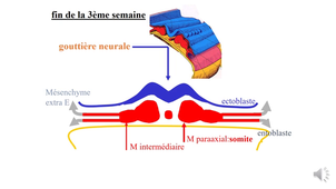 PASS / L.AS - UE 21 - EC 3 : Génétique et biologie de la reproduction - 3ème semaine de développement