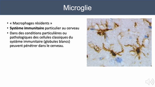 2.2 PHYSIOLOGIE SYSTEME NERVEUX - GLORON PARTIE1