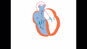 Anatomie - Le coeur et la circulation - P5