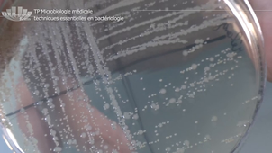 Vidéo 3 - Réaliser un isolement à partir d'une suspension inconnue