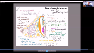 UE24 EC2_Gland mammaire - P11