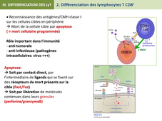 Cellule présentatrice antigène et activation LT FGSO2 Part 3