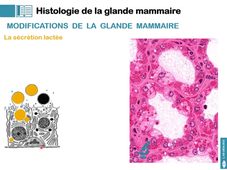 L.AS UE24EC2 Histologie de l'appareil génital féminin 3/3