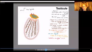 UE24 EC2_Testicules - P2
