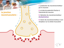 2.7 les tissus séquence 4